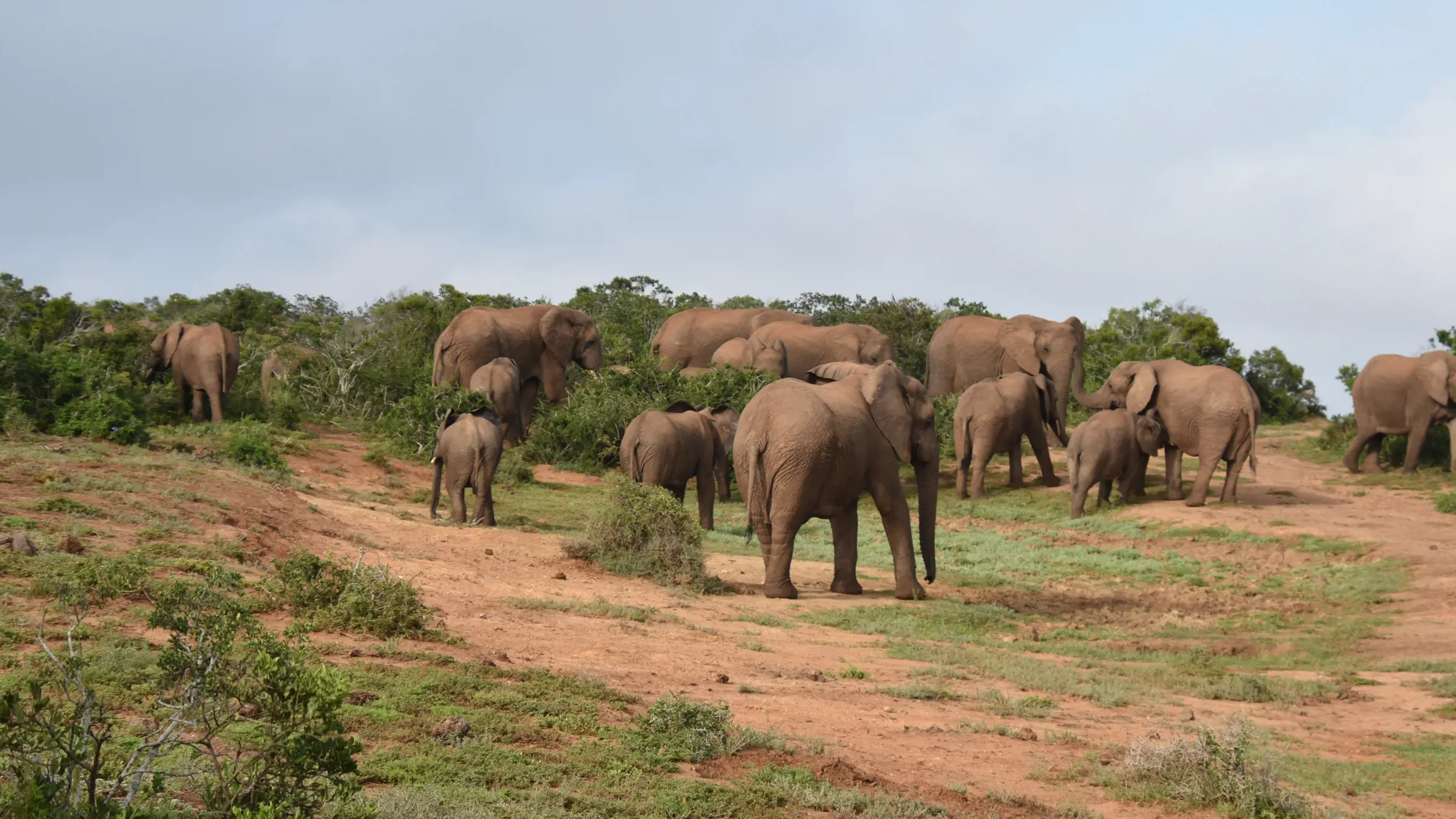 Self–Drive vorbei an Elefantenherden im Addo